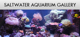 Saltwater - Aquarium Design and Installation Services in Waterdown